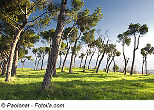 Pinienwald in Pineto, Adria