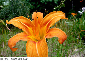 Blume bei Coaraze, Provence-Alpes-CÃ´te dâ€™Azur