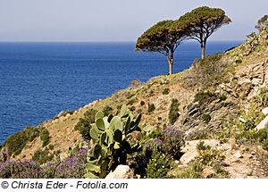 Dia Macchia auf Elba