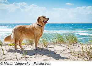 Urlaub auf Elba in einer Ferienwohnung mit Hund