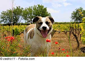 Languedoc-Roussillon mit Hund