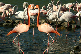 Flamingos in Languedoc-Roussillon