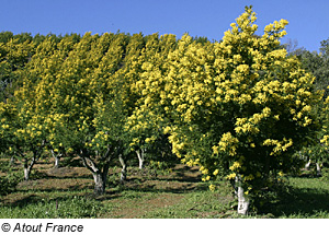 Mimosen in Mandelieu-la-Napoule, Cote dÂ´Azur