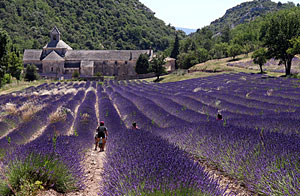 Lavendelfelder am Rande des Luberon-Gebirges