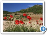 Sardinien_Villasimius_Blumen_370