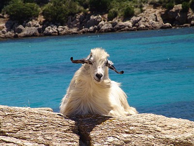Tiere auf Sardinien