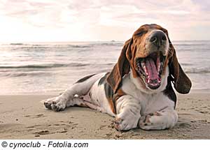 Urlaub mit dem Hund, Costa Blanca Urlaub mit dem Hund in einer Ferienwohnung an der Costa Blanca