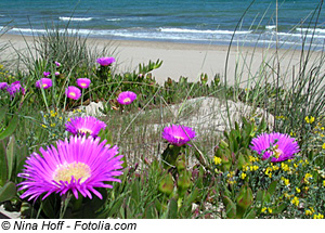 Strand an der Costa Blanca