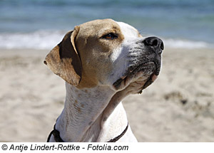 Costa del Sol mit Hund