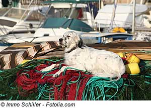 Côtes d'Azur mit Hund