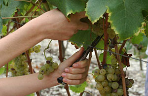 Weinbau an der CÃ´te d' Azur