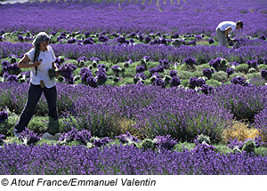 Lavendelfeld bei Flassans-sur-Issole