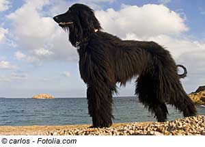 Urlaub an der kroatischen Adriaküste mit Hund