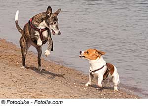 Kvarner Bucht mit Hund