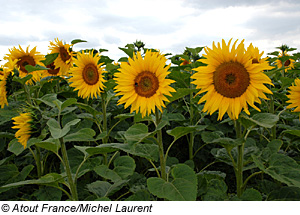 Sonnenblumen in La Croix-Valmer, CÃ´te d' Azur