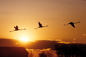 Flamingos Ã¼ber La Crau