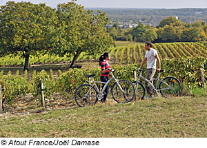 Weinfelder bei Le Luc, CÃ´te D'Azur