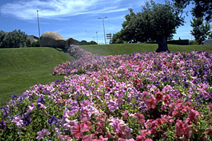 Blumenmeer in der Provence