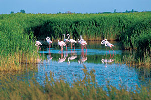 Flamingos in der Provence