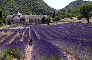 Lavendelfeld und Luberon-Gebirge im Hintergrund