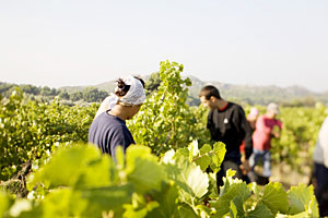 Weinbau in der Provence
