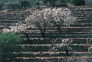 Landschaft in der Provence