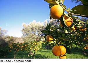 Orangebäume auf Sizilien